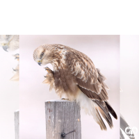 گونه سارگپه پرپا Rough-legged Buzzard